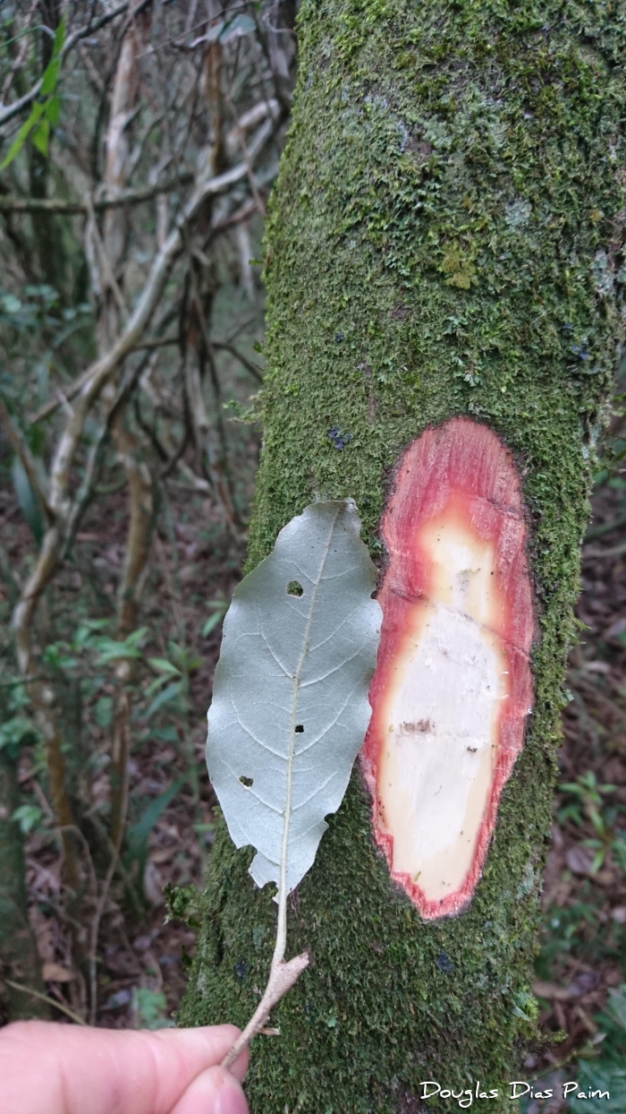 Styrax leprosus