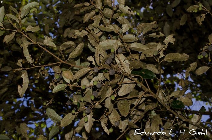 Styrax leprosus