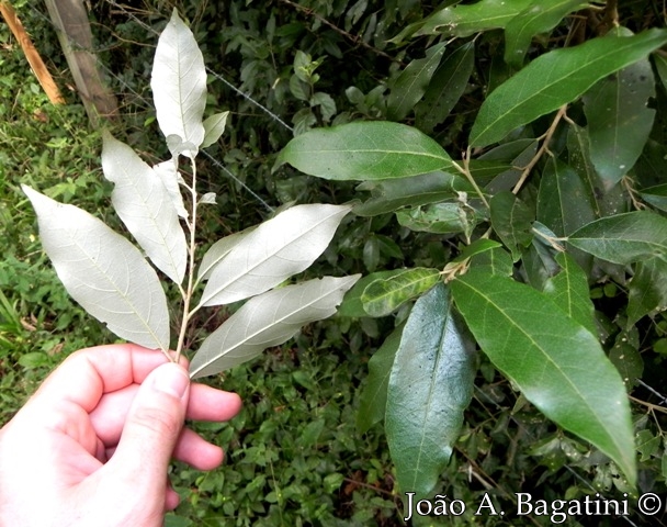 Styrax leprosus