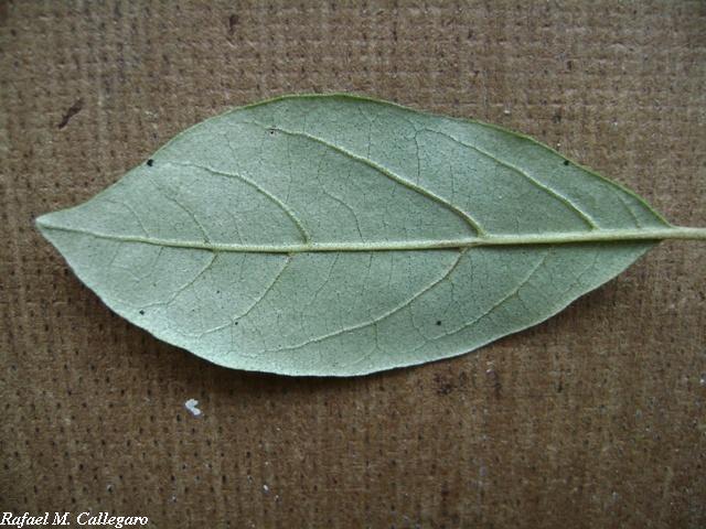 Styrax leprosus