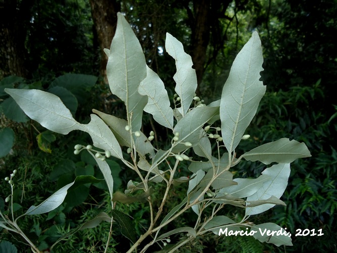 Styrax leprosus