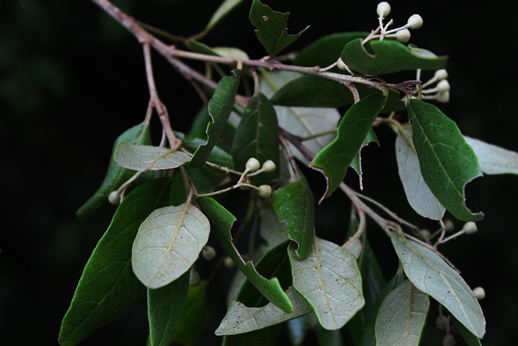 Styrax leprosus