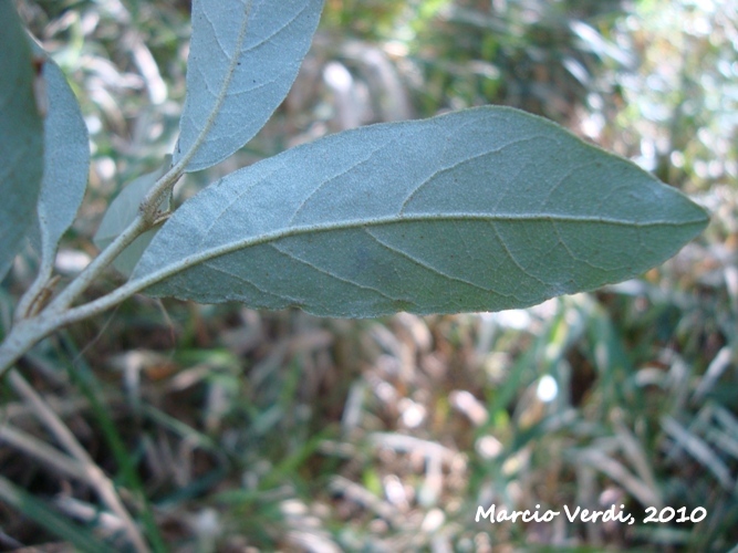 Styrax leprosus