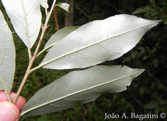 Styrax leprosus