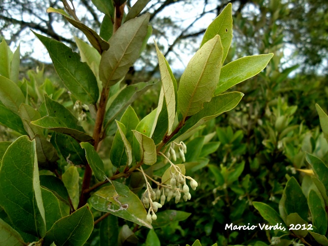 Styrax leprosus