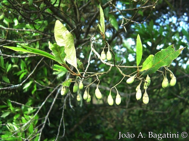 Styrax leprosus