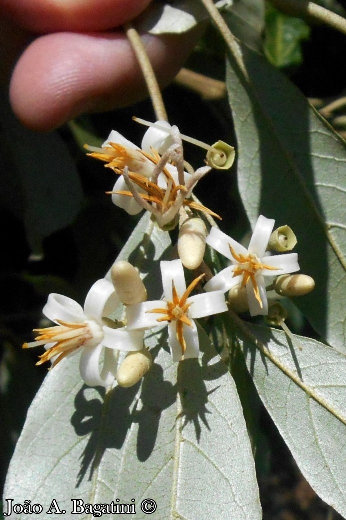 Styrax leprosus