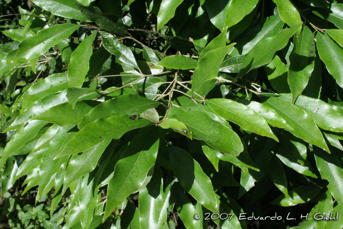 Styrax leprosus