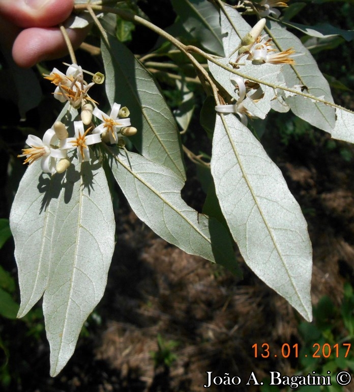 Styrax leprosus