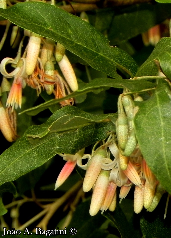 Styrax leprosus