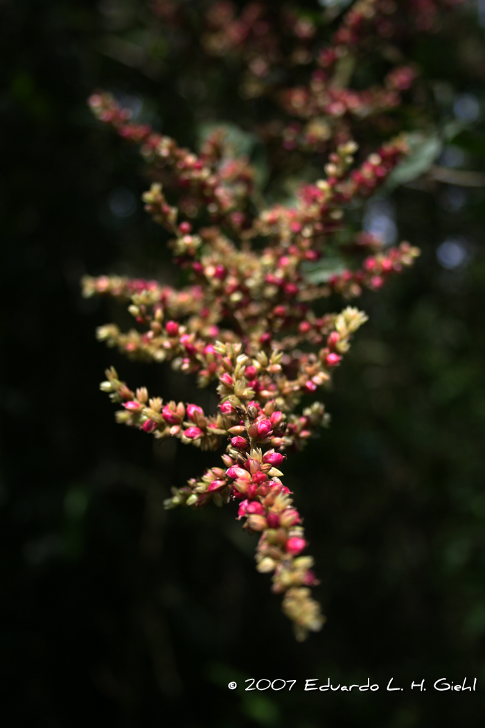 Chamissoa altissima