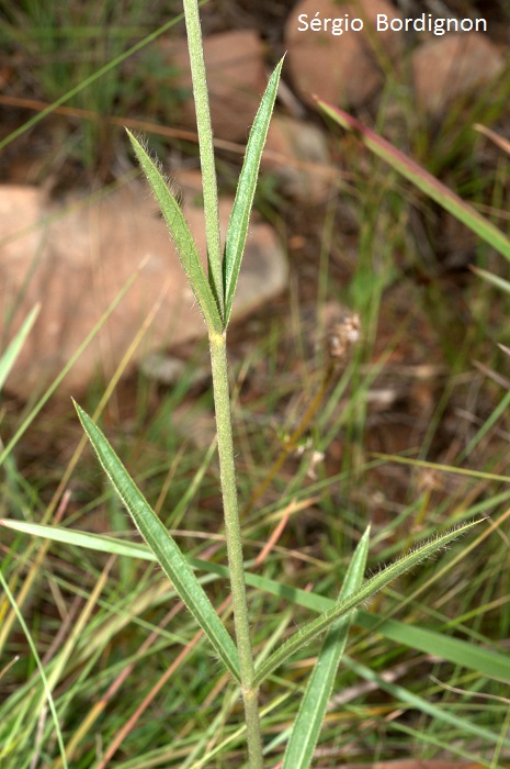 Gomphrena graminea