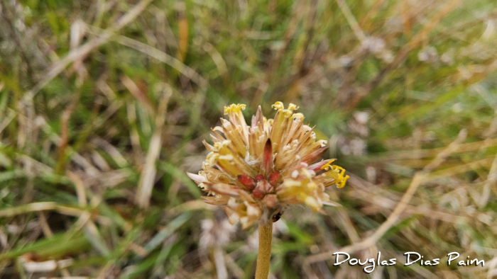 Gomphrena perennis