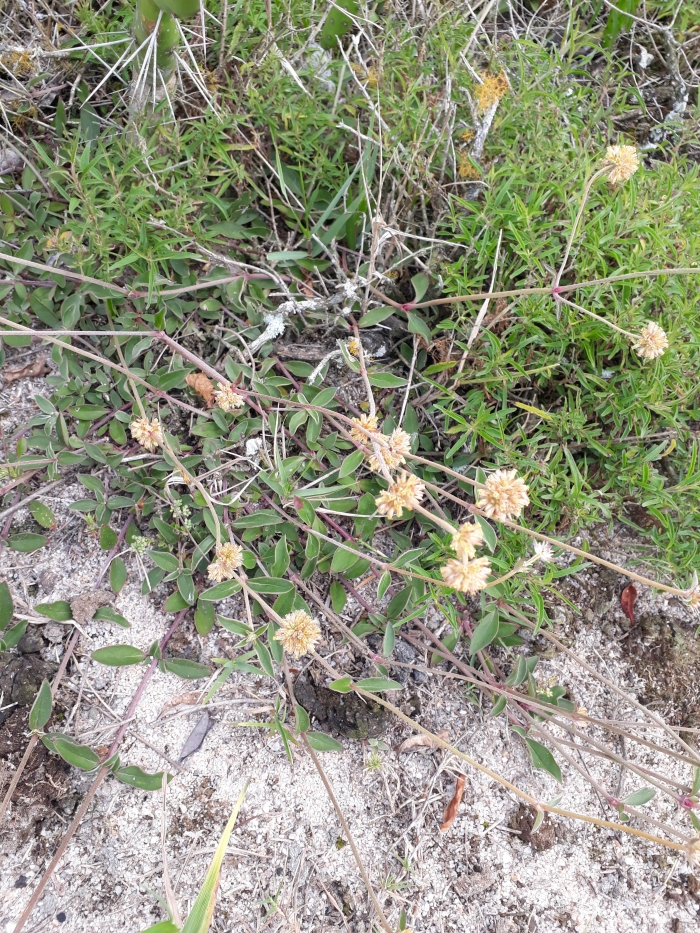 Gomphrena perennis