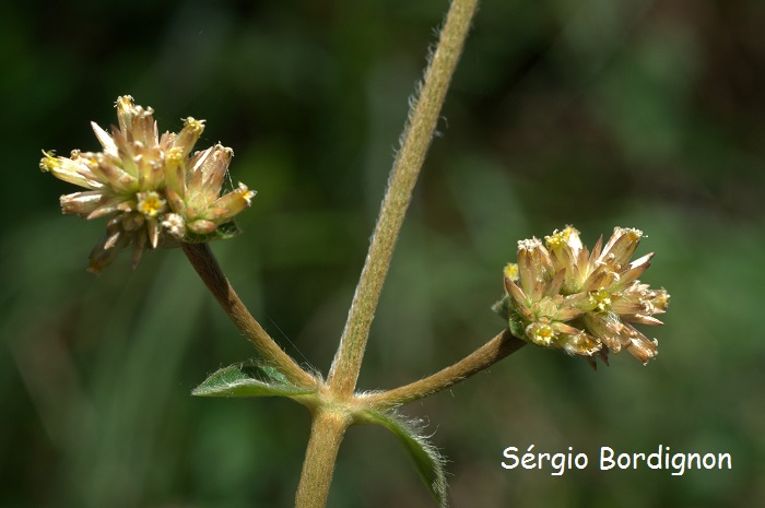 Gomphrena perennis