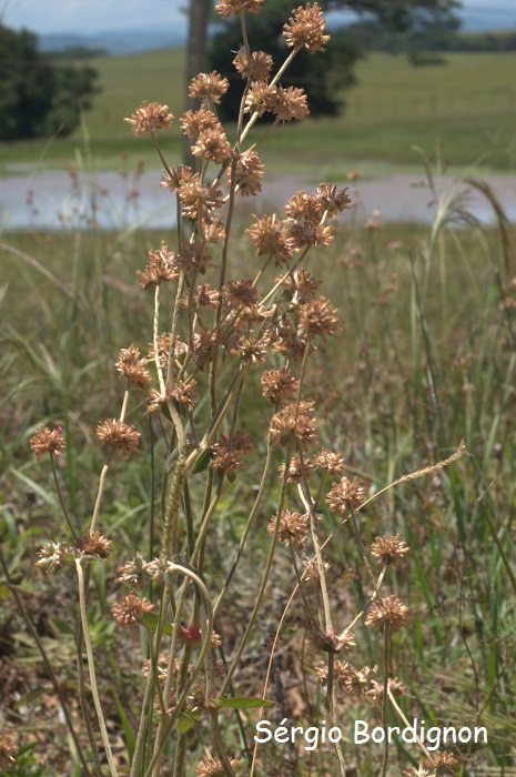 Gomphrena perennis