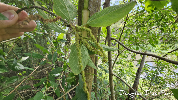 Boehmeria caudata