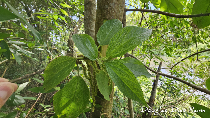 Boehmeria caudata