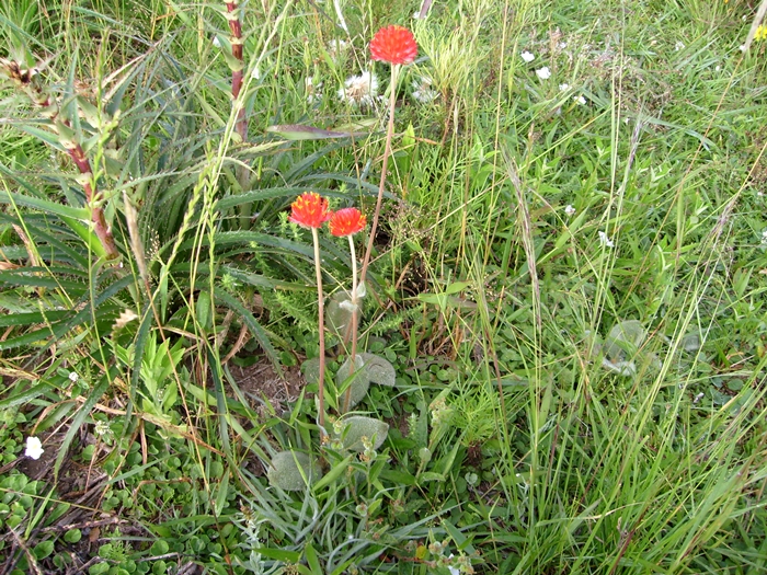 Gomphrena sellowiana