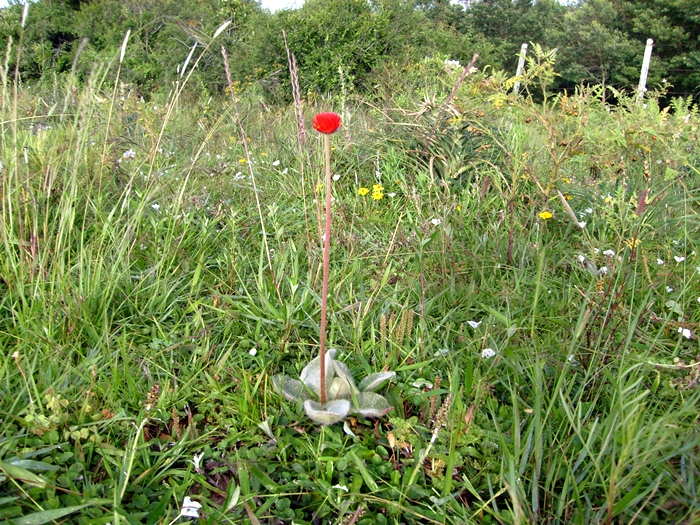 Gomphrena sellowiana