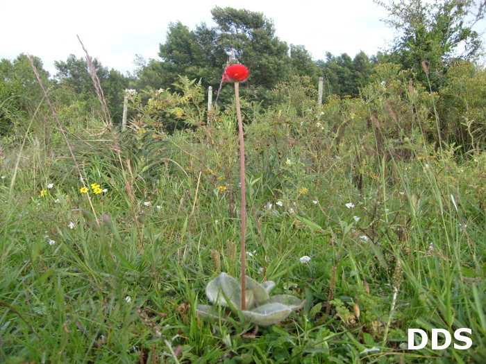 Gomphrena sellowiana