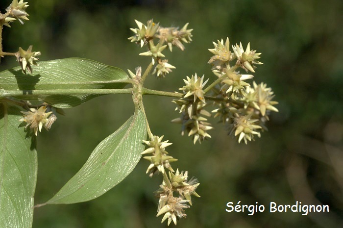 Gomphrena vaga