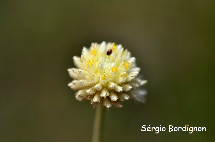 Pfaffia gnaphaloides