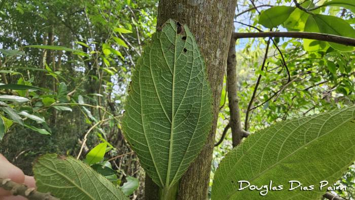 Boehmeria caudata
