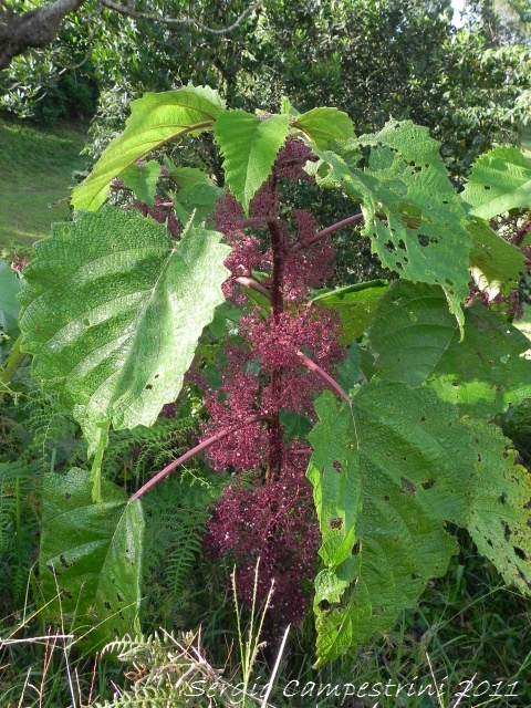 Urera baccifera