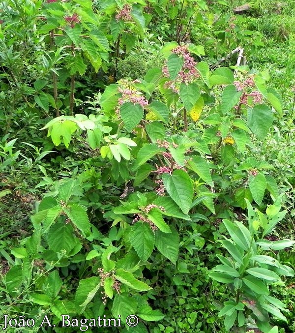 Urera baccifera