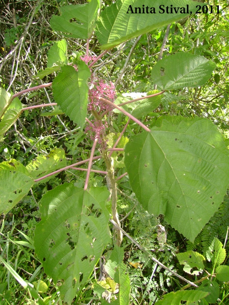 Urera baccifera