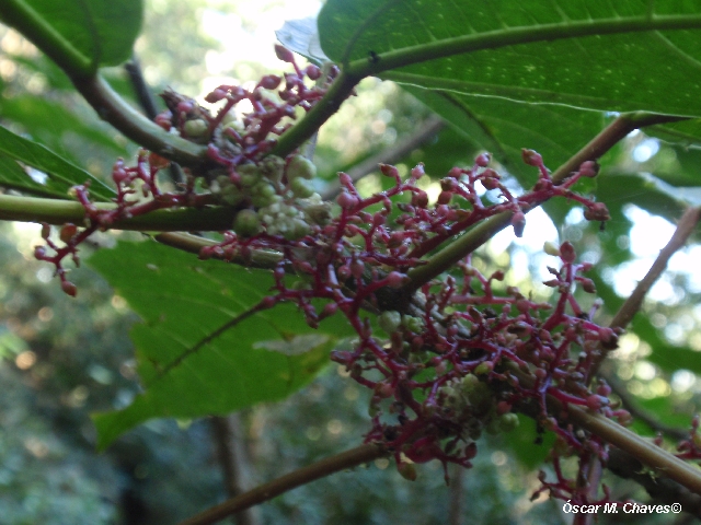 Urera baccifera