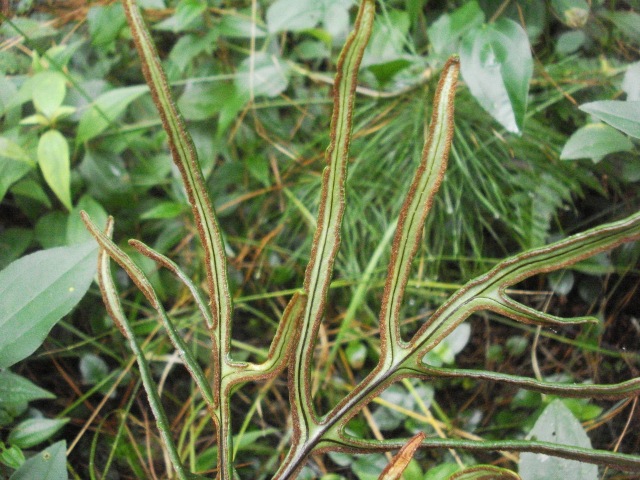 Doryopteris lomariacea