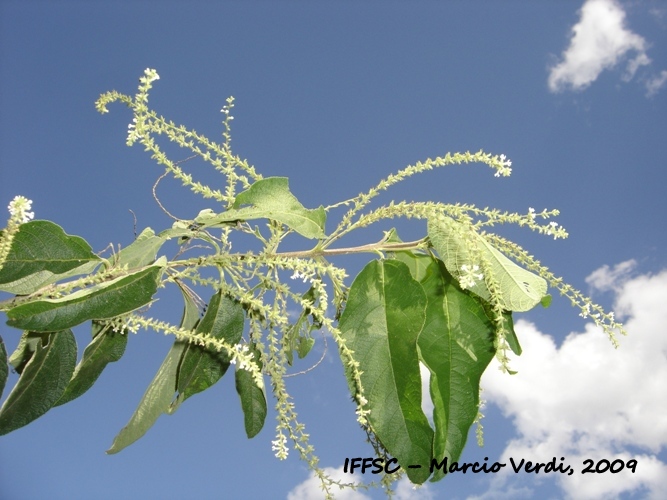 Aloysia virgata