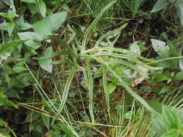 Doryopteris lomariacea