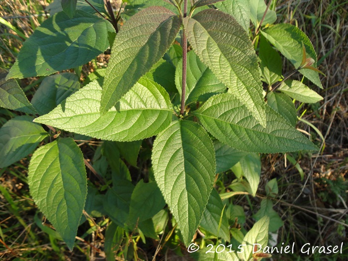 Aloysia virgata