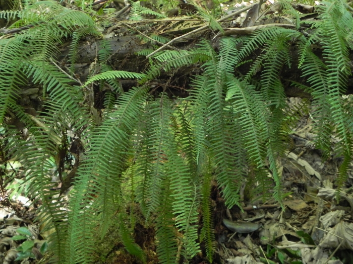 Pecluma truncorum