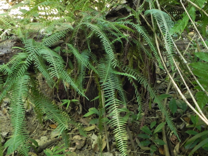 Pecluma truncorum