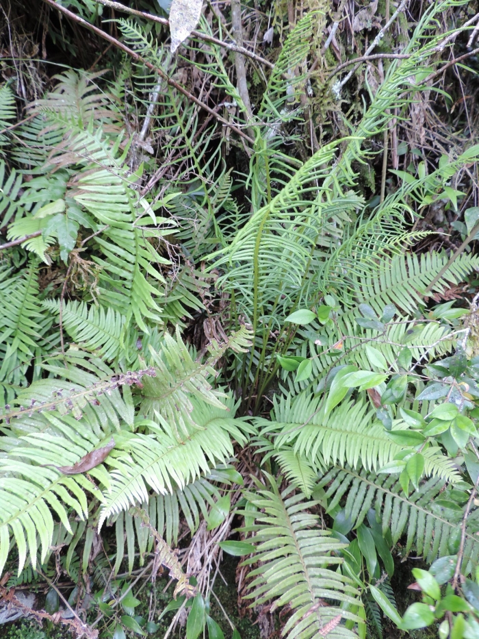 Plagiogyria fialhoi
