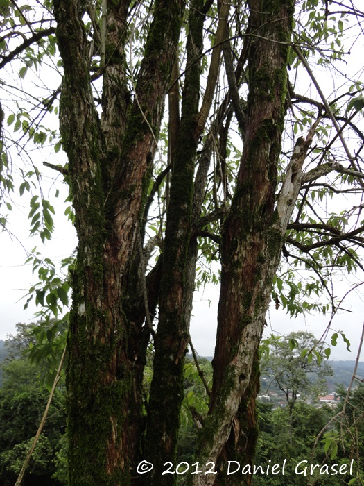 Aloysia virgata