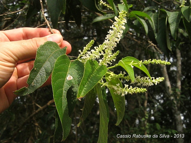 Aloysia virgata