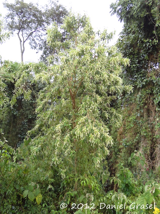 Aloysia virgata