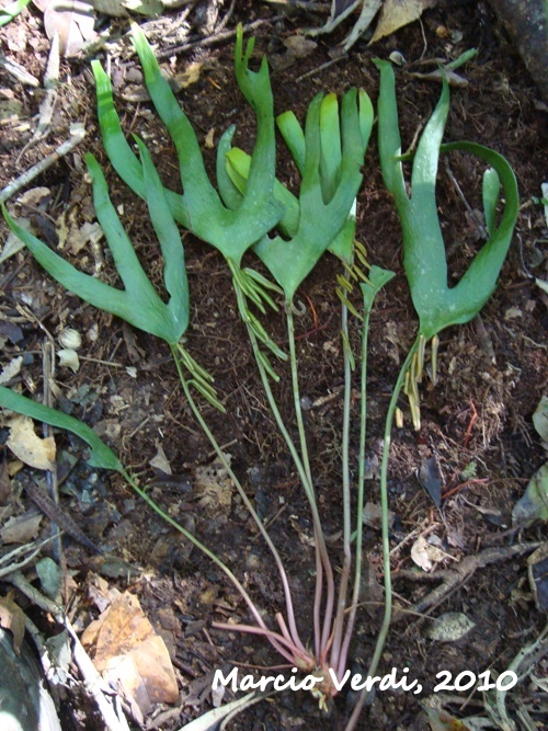 Ophioglossum palmatum