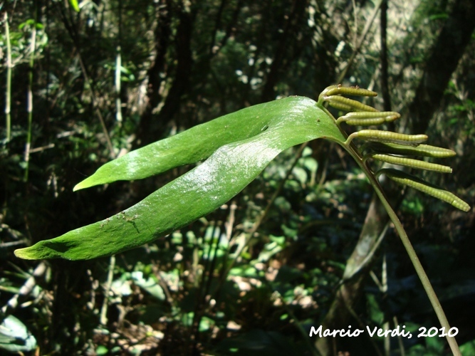 Ophioglossum palmatum