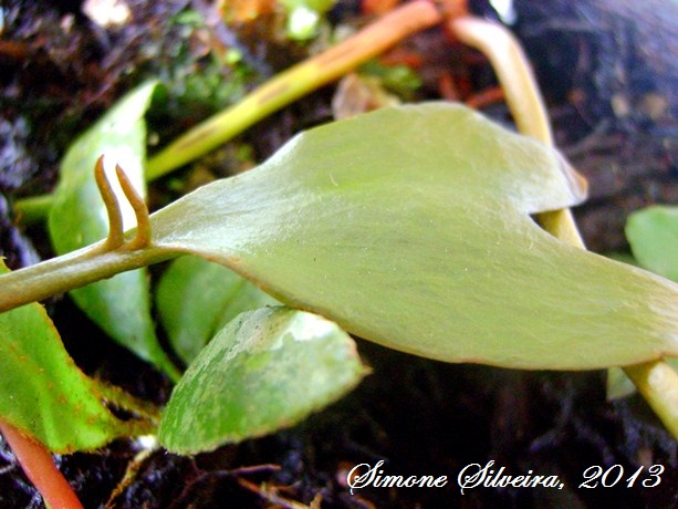 Ophioglossum palmatum