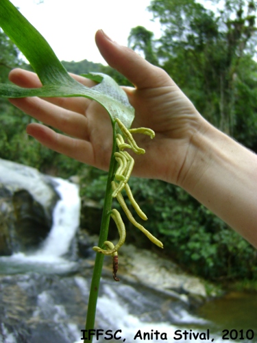 Ophioglossum palmatum