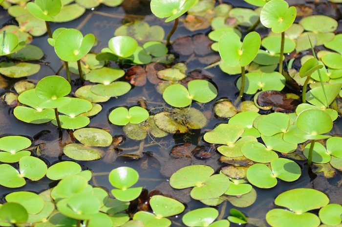 Regnellidium diphyllum