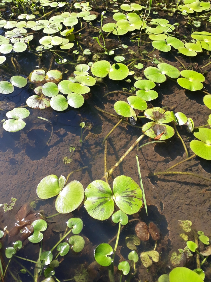 Regnellidium diphyllum