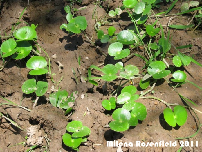 Regnellidium diphyllum