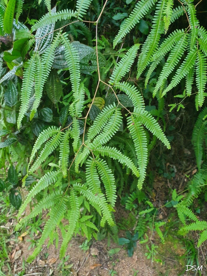Gleichenella pectinata